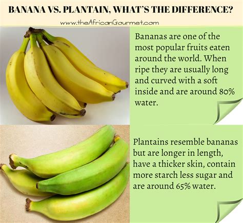 Plantain vs. Banana - What