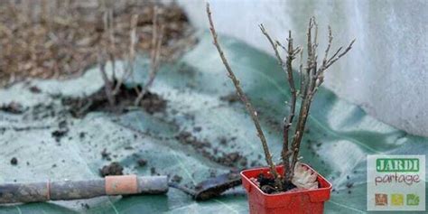 Plantation cassis distance