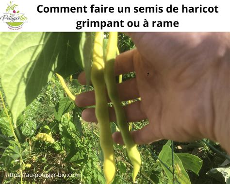 Plantation haricot vert grimpant