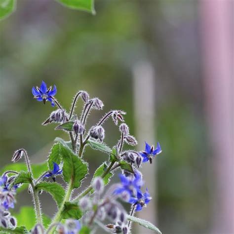 Plante anti-limace : liste - Ooreka