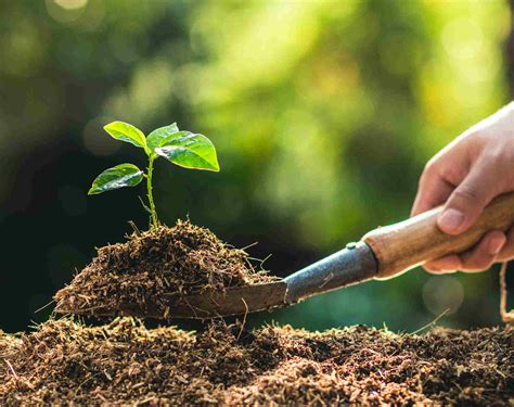 Planted. Dictionary entry overview: What does planted mean? • PLANTED (adjective) The adjective PLANTED has 2 senses: 1. (used especially of ideas or principles) deeply rooted; firmly fixed or held. 2. set in the soil for growth Familiarity information: PLANTED used as an adjective is rare. 