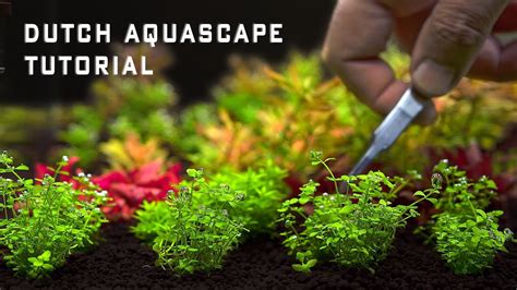 Planted Aquarium Tutorial - Easy Dutch Aquascape - YouTube