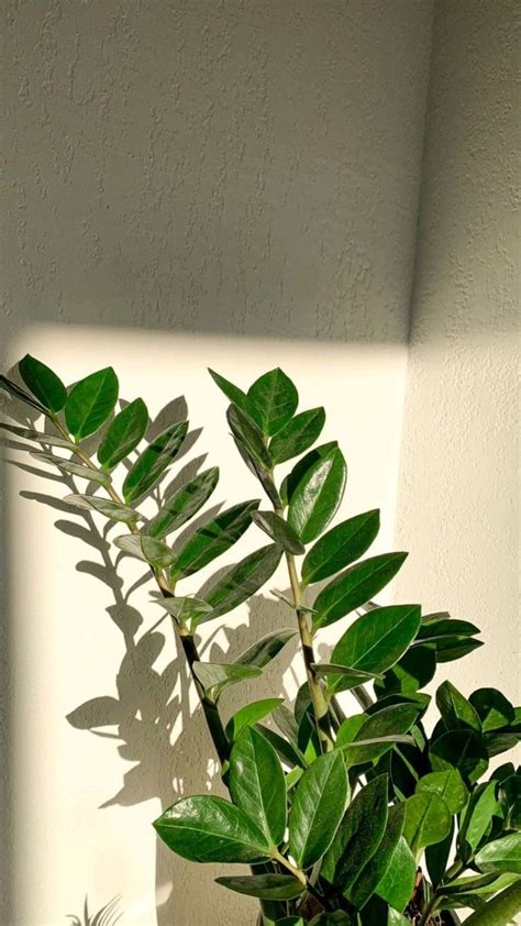 Planteee Depree Leaked [CLIP] 201 Photos