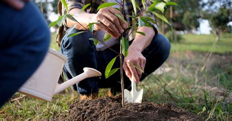 Planter arbres & haies