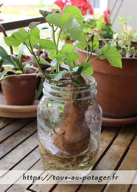 Planter une patate douce germée