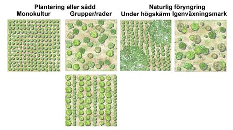 Plantera ekskog.