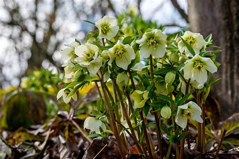 Plantera julros i rabatt
