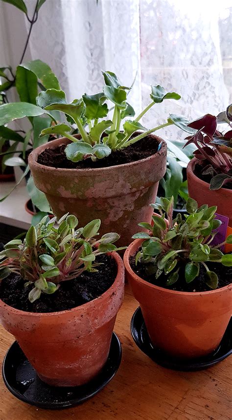 Plantera om saintpaulia