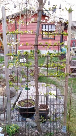 Plantera plommonkärna