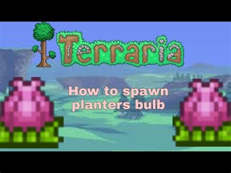 Plantera spawner. Plantera's Bulbs emit moderate light and appear in the minimap in areas the player has already explored. They spawn one at a time after a delay of about half a day … 
