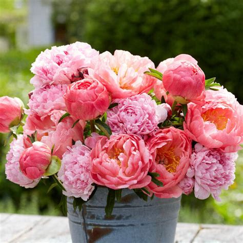 Plantering och v&aring;rd av l&ouml;kar: En komplett guide f&ouml;r