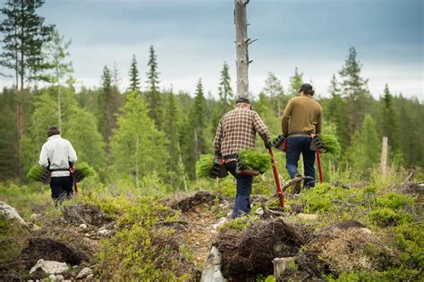 Plantering skog
