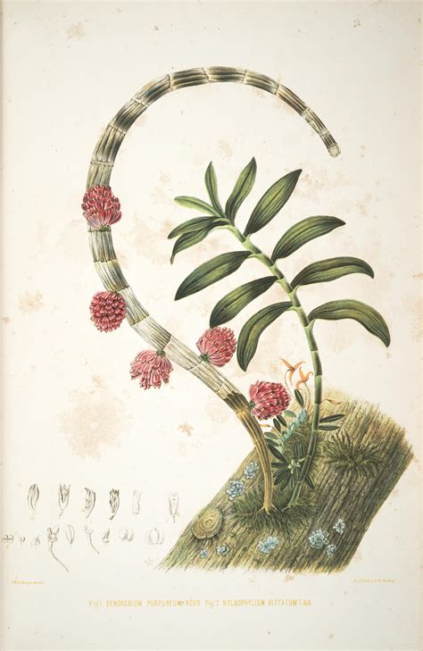 Plantes rares ou nouvelles de la provinces d'aragon (espagne) provenant des récoltes de m. - Abitato dell'etta del bronzo di santa caterina tredossi (cremona).