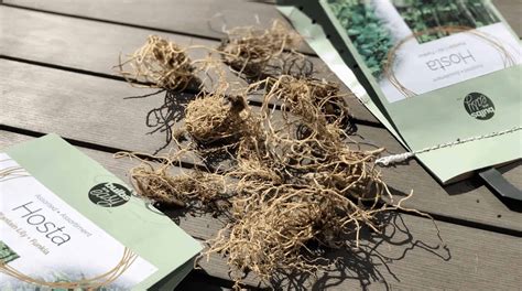 Planting Hosta Bulbs: How To Plant Bare-Root Hostas in Spring or …