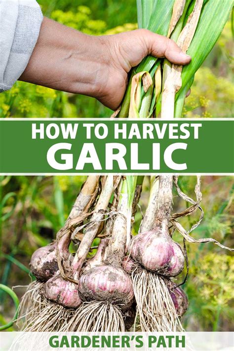 Planting Spring Garlic: When, How, and Harvesting Time - Garden …