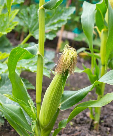 Planting Sweet Corn: Learn About Different Types …