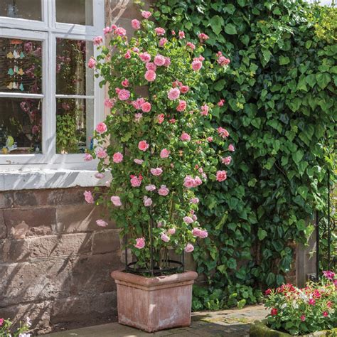 Planting a climbing rose in a pot