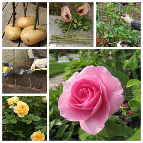 Planting a rose in a potato