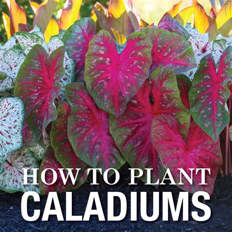 Planting and G rowing Caladium Bulbs in Central Florida