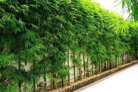 Planting bamboo for privacy. But it's so versatile that you can grow it as an exotic privacy fence or plant it in a container on your patio. Its dense, clumping growth makes it well-suited ... 