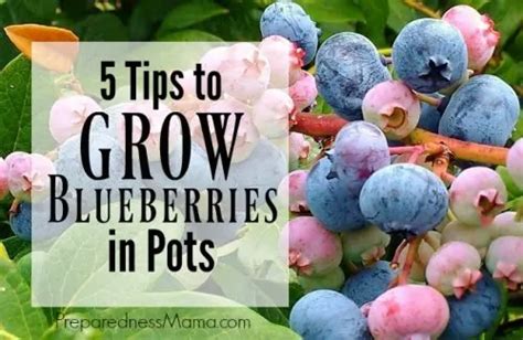 Planting blueberries in winter