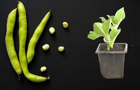 Planting broad beans in pots