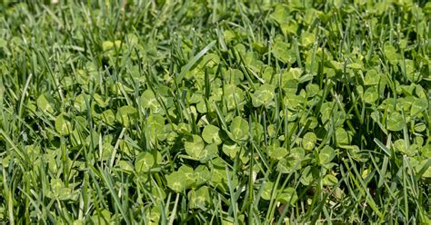 Planting clover in yard