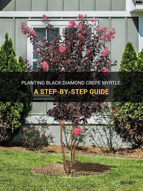 Planting crepe myrtle in fall