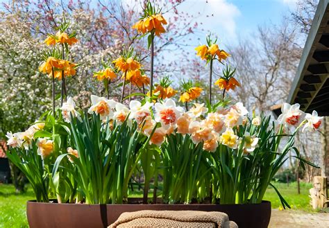 Planting daffodils in march