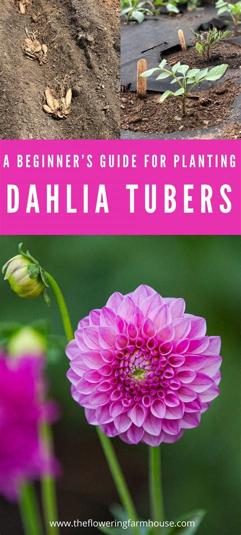 Planting dahlia bulbs in spring