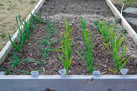 Planting garlic in january