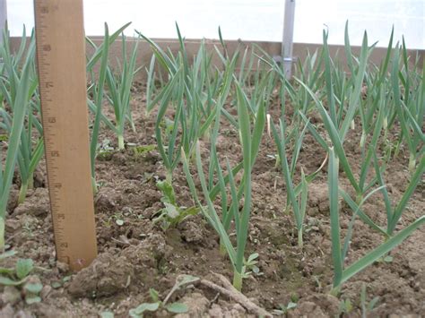 Planting garlic in spring