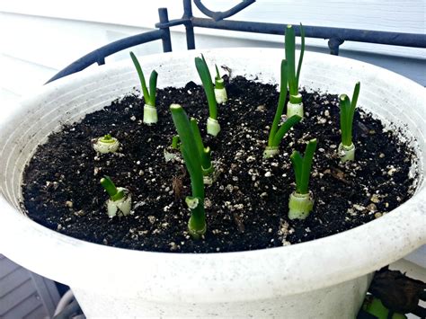 Planting green onions in pots