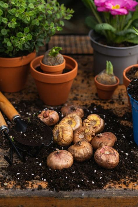 Planting hyacinth bulbs in pots