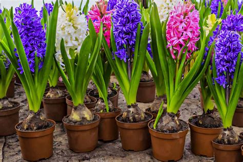 Planting hyacinth in spring