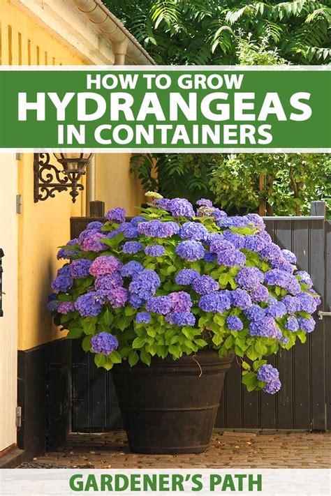 Planting hydrangeas in pots uk
