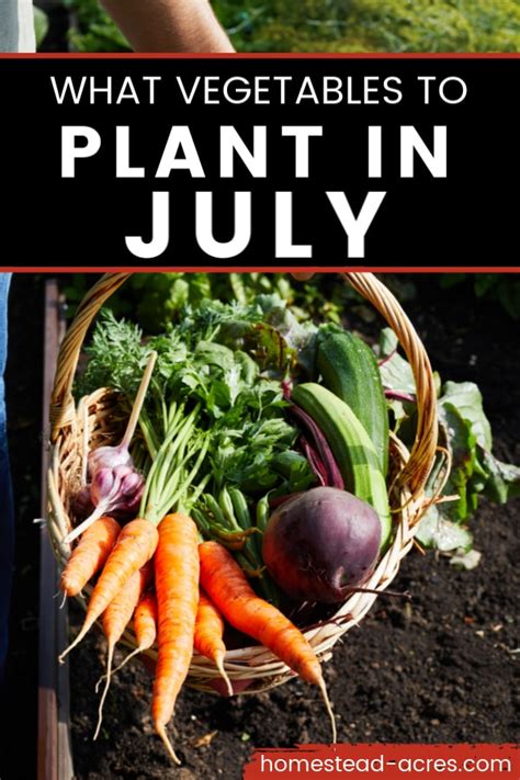 Planting in july