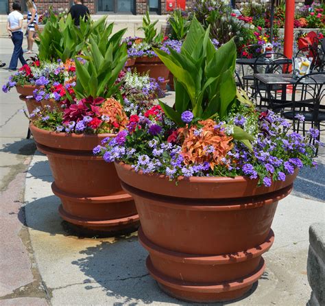 Planting in large containers tips