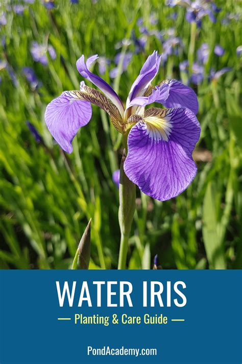 Planting iris in pond