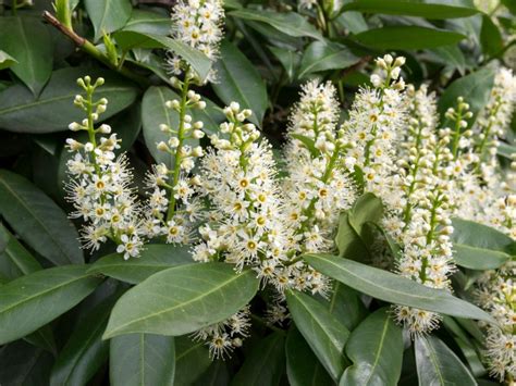 Planting laurel plants. May 2, 2018 · Cherry Laurel, Prunus laurocerasus: Common Laurel. Cherry laurel is a handsome evergreen shrub that will tolerate shade and produces dainty white sweet-smelling flowers in spring. It is fast-growing and lures birds with its cherry-like red fruits, which turn black in maturity. Certainly this plant can be an attractive and useful addition to the ... 