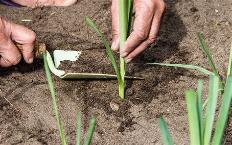 Planting leeks in autumn