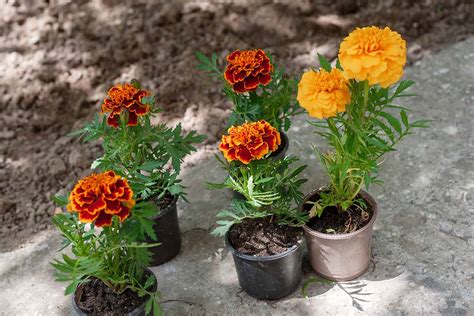 Planting marigolds in pots