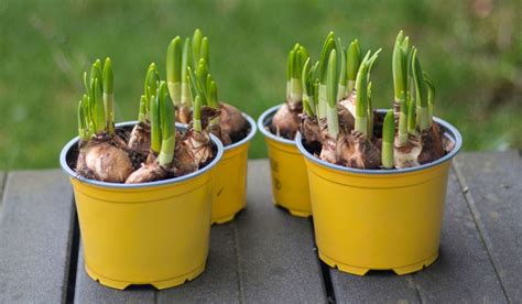 Planting narcissus in pots