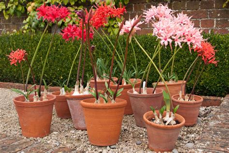 Planting nerines in pots