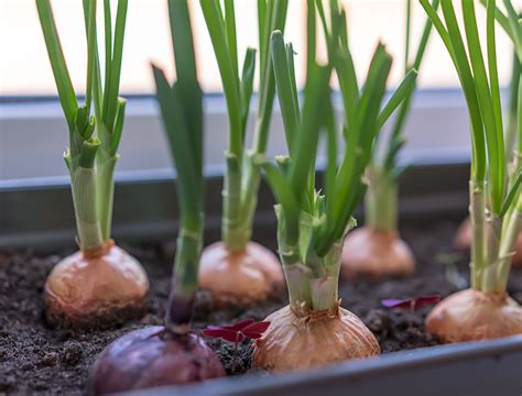 Planting onions in pots