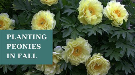 Planting peonies in fall