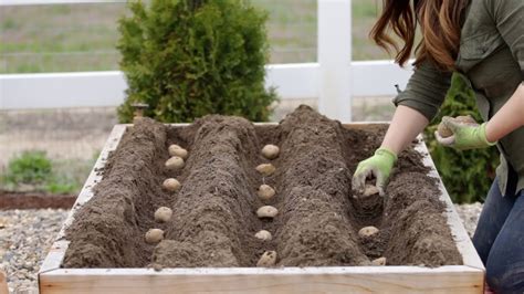 Planting potatoes in tubs