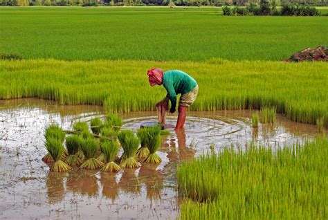 Planting rice. In a few words, we need on average about 220 to 350 lbs (100 – 160 kg) of seeds per hectare. In some varieties, we may need 485 to 550 lbs. (220-250 kg) of seeds per hectare. In most cases, the seeds have been germinated and incubated 1-2 days before the direct seeding. We plant the seeds linearly, leaving a distance of 6 to 10 inches (15-25 ... 