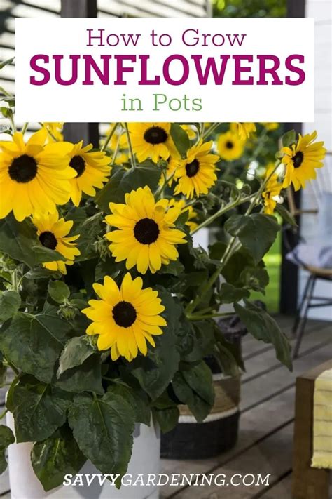 Planting sunflowers in pots