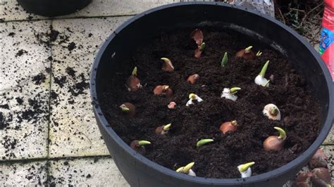 Planting tulip bulbs in march